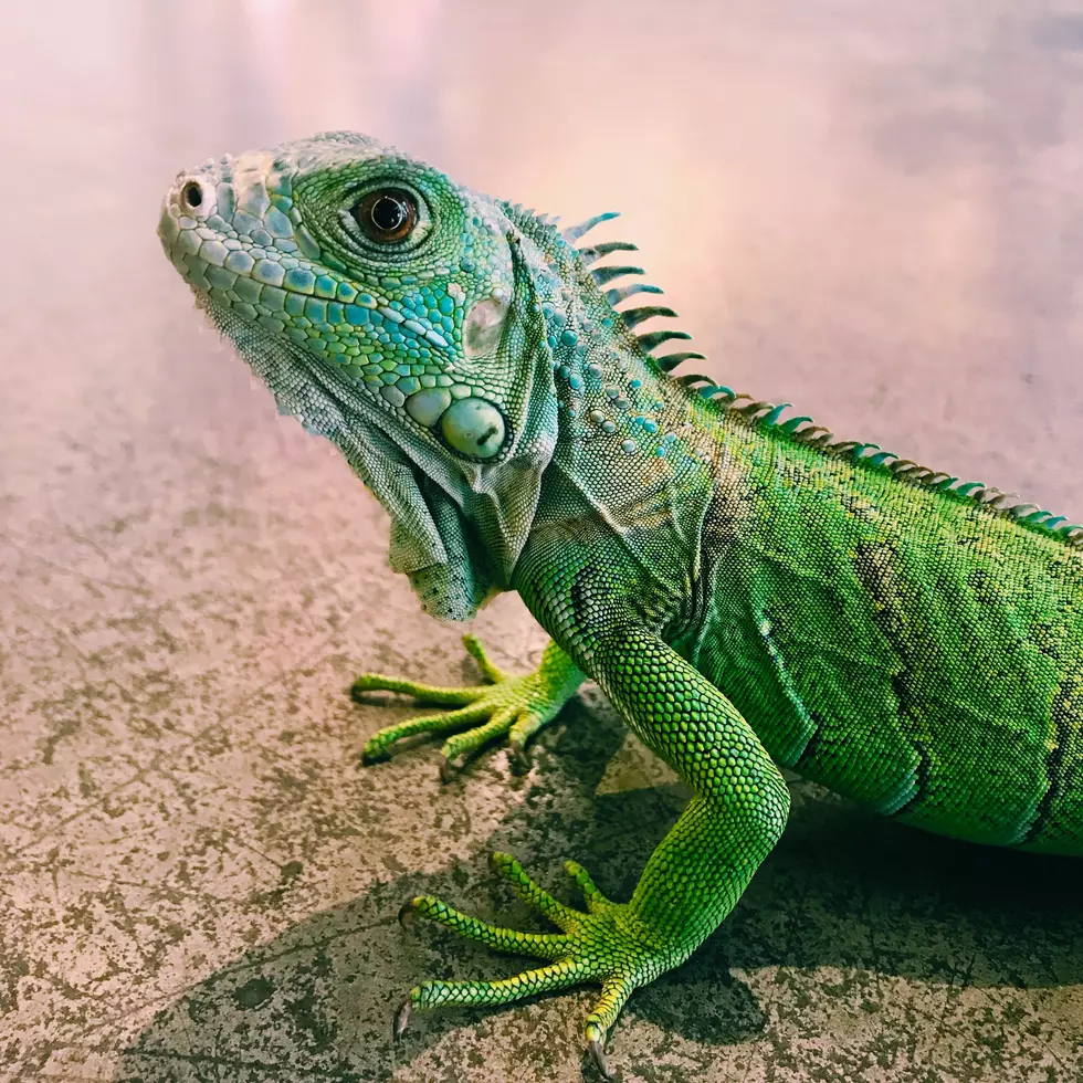Why That Lizard Is Doing Pushups In Your Southern Utah Backyard?