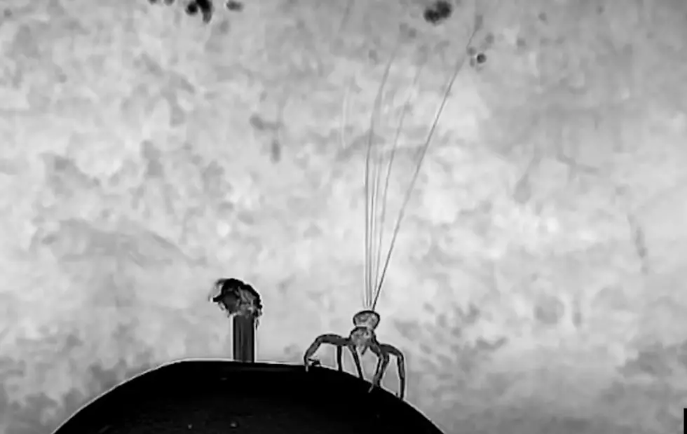 Watch For Spiders Floating On The Wind In Utah