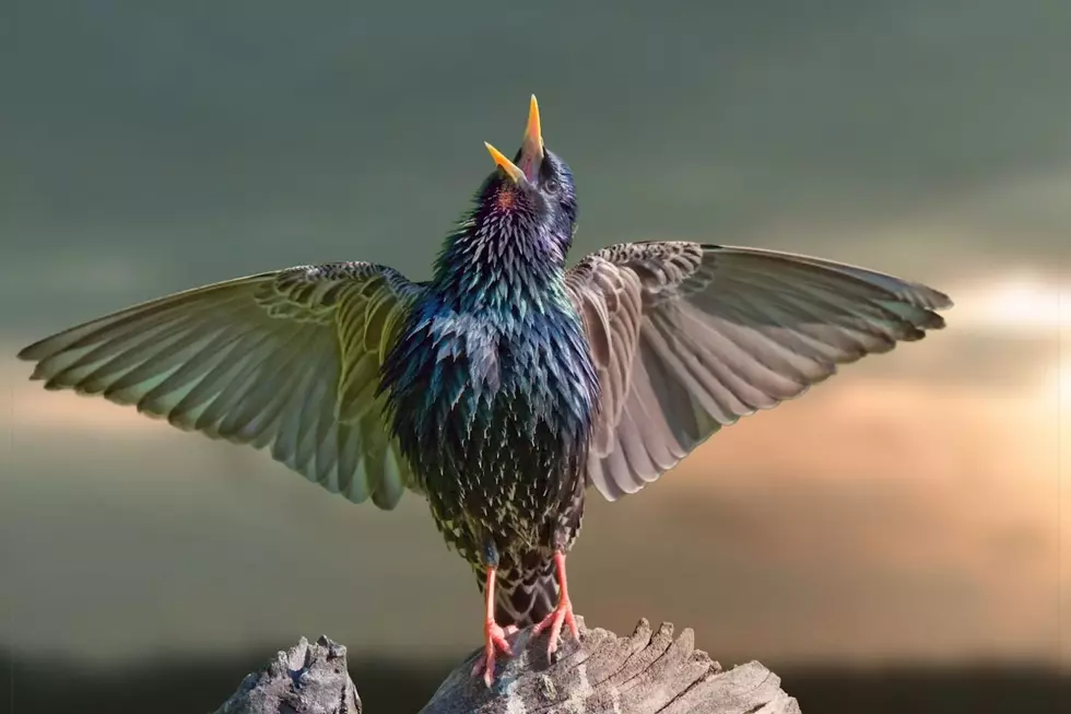 These Tiny Birds Seen In the Washington Fields Area Can Learn To Talk