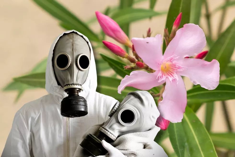 Maybe Rip This Toxic Plant Out of Your Utah Yard?