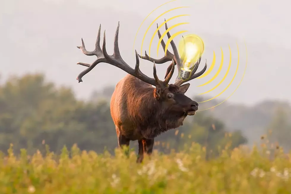 Animal In Utah Is A Lot Smarter Than We Think