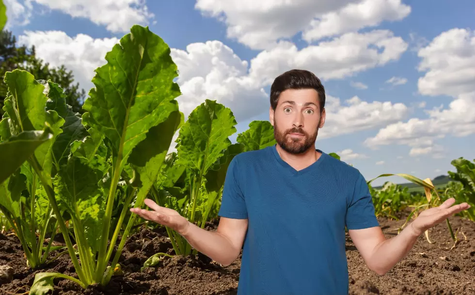 What Happened To The Booming Utah Sugar Beet Business?