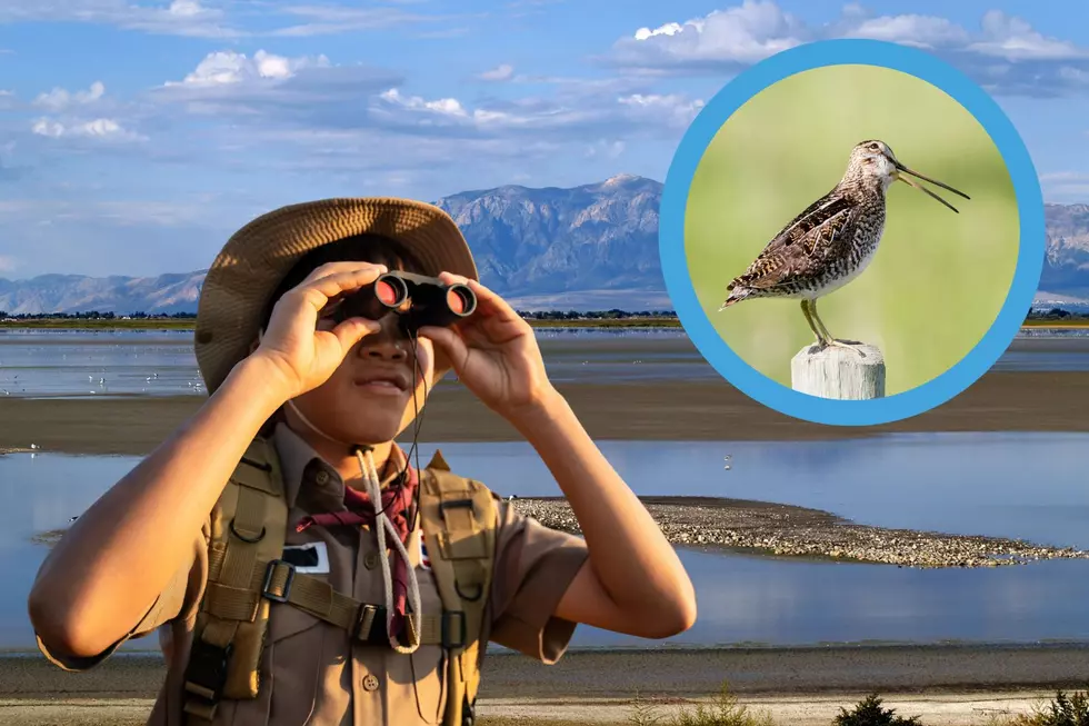 Weird! Animal that Fooled You Actually Exists in Utah