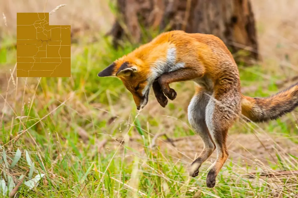 This Is The Truth About The Animals in Utah You Can Hunt Anytime, no License Required