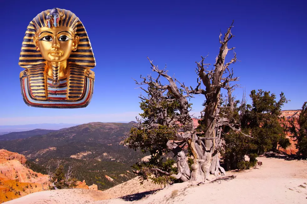 See the Tree in Utah That Was Around When the Pyramids Were Being Built