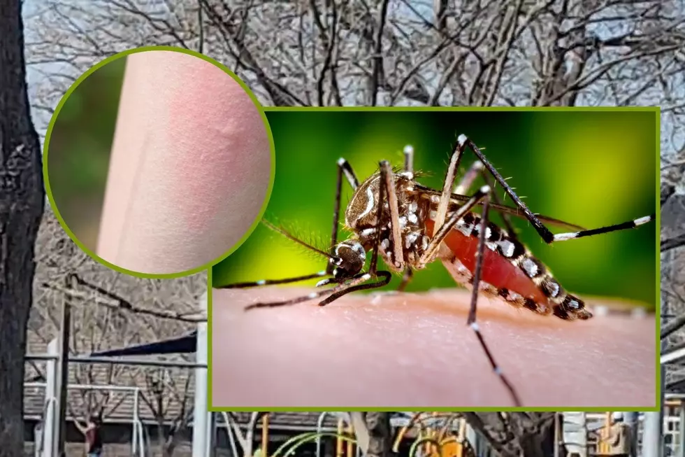 Mosquitoes Are Back At Work Earlier Than Expected In Utah