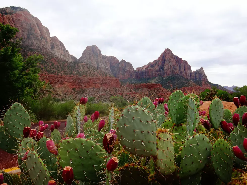 New Plastic That Biodegrades in a Month Can Be Made Using Utah’s Prickly Pear Cactus